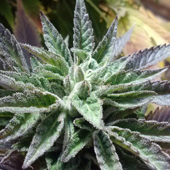 "We On That" (Remix)- Tommy Gun$ (Ft. Quincy Mosby)