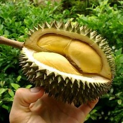 Durian...the Fruit.