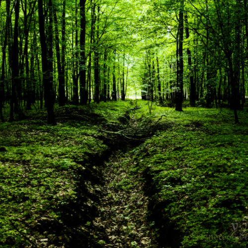 Faina - Mystical Visit