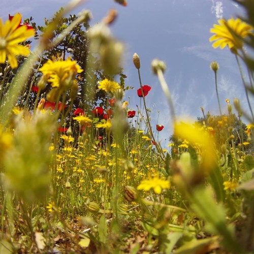 Spring (Alexis Gerardis)