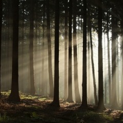Playlist #33: Hidden Wonder Mix