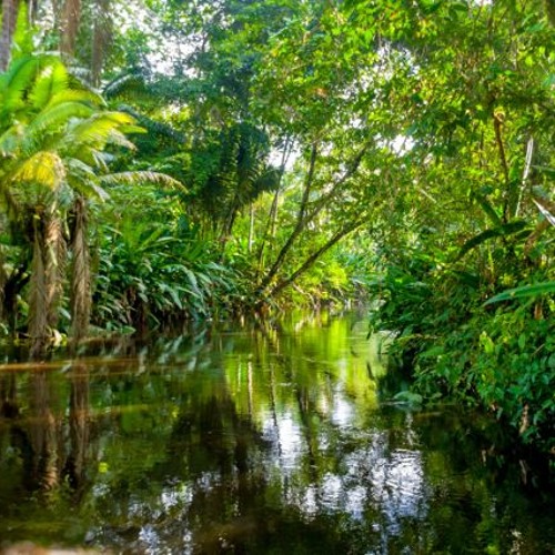 Jim Stubblefield - La Selva Negra