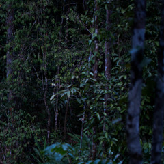 Dusk Cicadas - Taman Negara, Malaysia