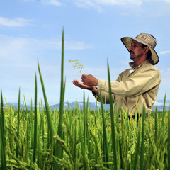 Climate change may increase ‘hidden hunger’