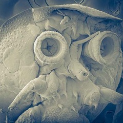 Pierre Borel + Jorge Espinal