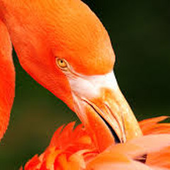 Orange Flamingo