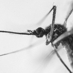 Patient Zero