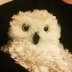 Mr Owl
