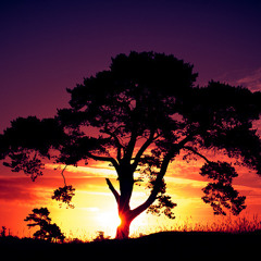 Night Falls