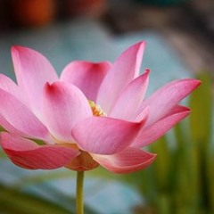 Buddhist music - western lotus 佛教音乐-西方莲