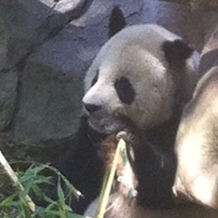 Pompeii (cover) #dontcare