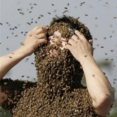 Mr Limbic - Honey Bee