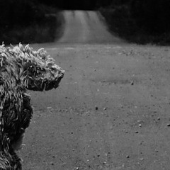 Tour Rong (តួរង)