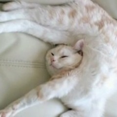 ZZZzzzZZZzzzZzMeow