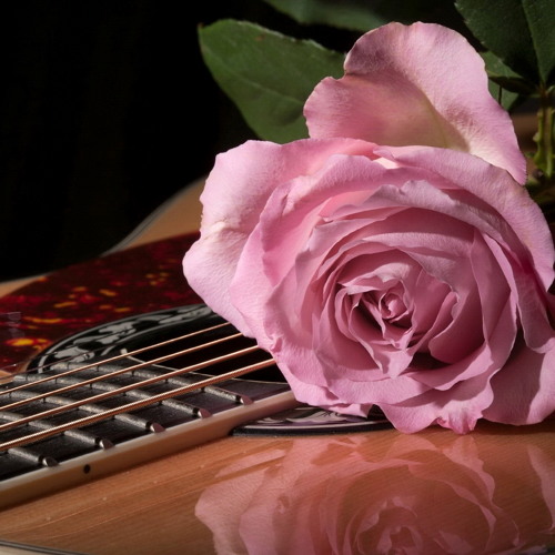 أنفاس الورد