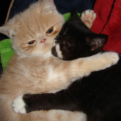 puuuurpuuuurlittlekitty
