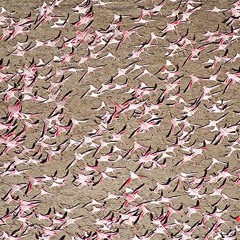 stbb 375: Wading Birds