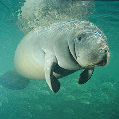 Apollo Brown - Signs