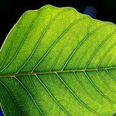 Biochemistry N°1 (Original Mix)