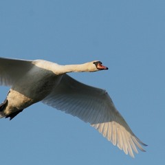 Wingbeats of Mute Swan - there and back again...