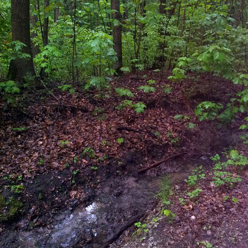 After rain in a forest in Gdynia Obłuże, Poland