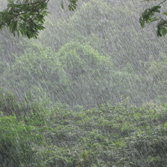 Rainy Daze