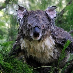 Mr Koala spilled his bloody mary