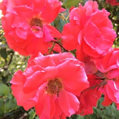 pink moonshine