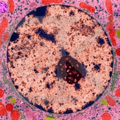 Skin Lover I (excerpt)
