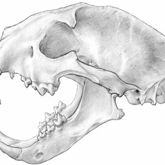 Leopard Skull - You Don't Want To Be Alone