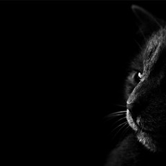 DgtlBlck - Arcadia Preview