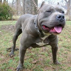 Game Bred (Like A Pit Bull)