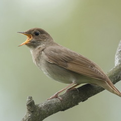 2014.05.10 01:20 Nightingale Near Moskovsky 192kbps