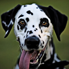 Наташа Софина "Веселый Далматин" | "Cheerful Dalmatian"