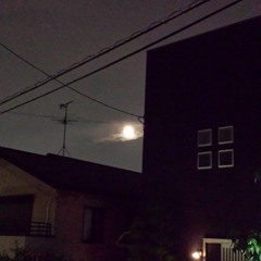 君という花(ASIAN KUNG-FU GENERATION cover)/Shun Daido