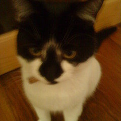 Bryan G Bassman Trigga Spyda.uploaded By Senator