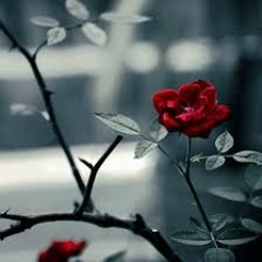 شيء في الصمت - رشيد أمديون