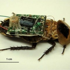 Bugged