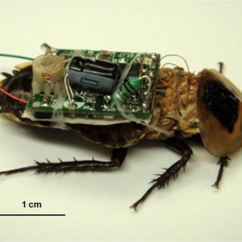 Bugged