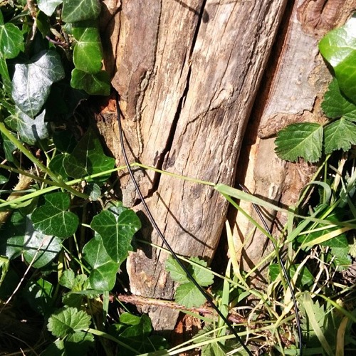 Creaking Plum Tree (Extract)