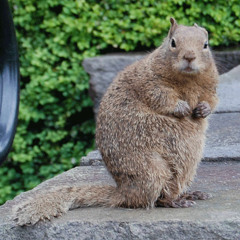 Going for Baroque (Dance) with Choir & small changes