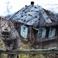 Блеклый Вудди