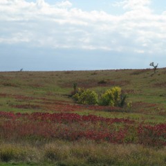 The No Mountain String Band - Ring Of Fire