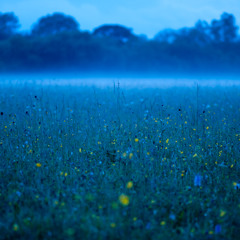 Blooming at night (feat. Chris Moore and Marty Grebb)