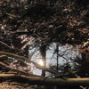 Narodne pesme mix 1 album artwork