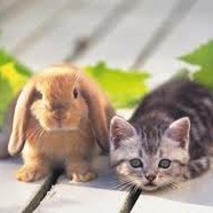 Cant Help Falling In Love With You