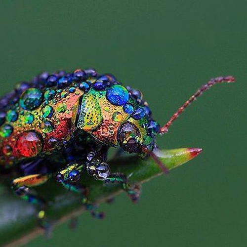 R2 - Like A Beetle On May