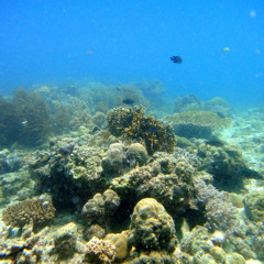 Aqua Dream