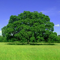 I Feel Field
