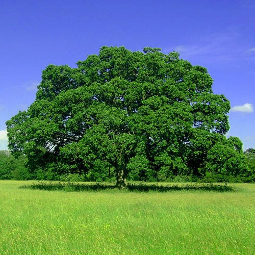 I Feel Field